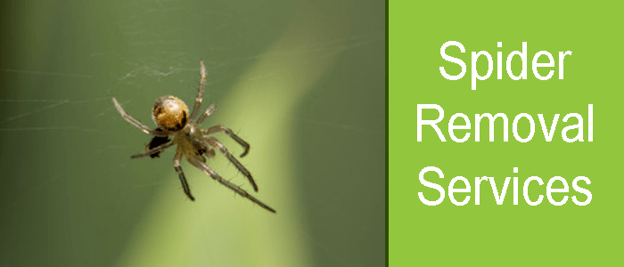 Spider Removal Service